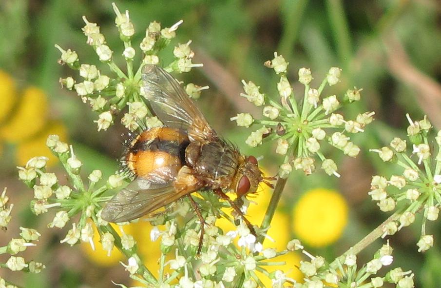 Tachinidae da ID